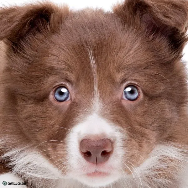 puppy eye colors brown based 2