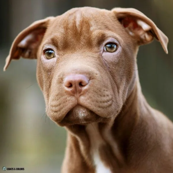 puppy eye colors brown based 3
