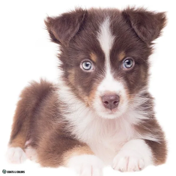 puppy eye colors brown based 4