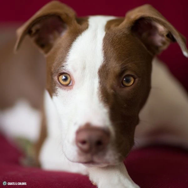puppy eye colors brown based 5