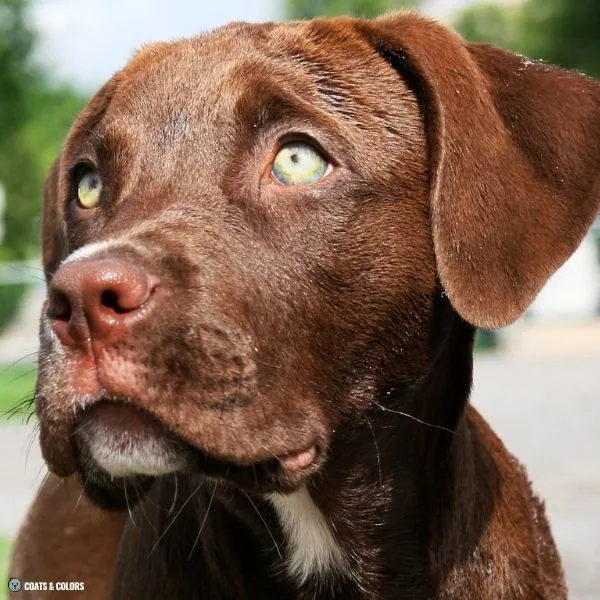 puppy eye colors brown based green