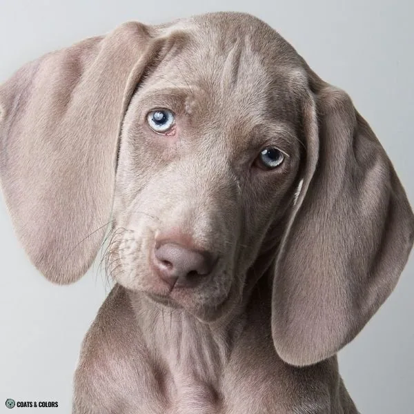 puppy eye colors lilac based 1
