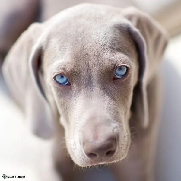 puppy eye colors lilac based 2