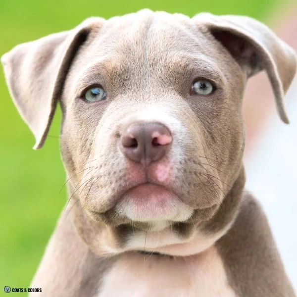 puppy eye colors lilac based 4