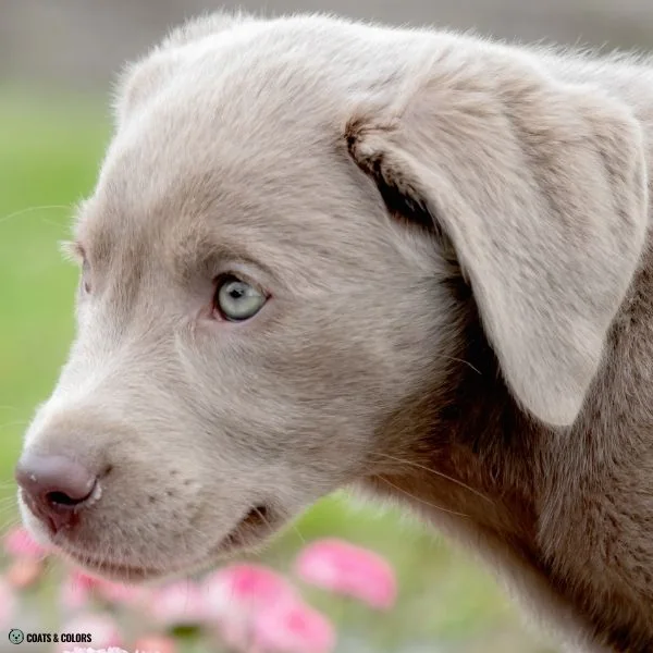 puppy eye colors lilac based 5