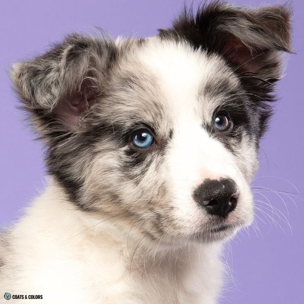 puppy eye colors heterochromia puppy 2