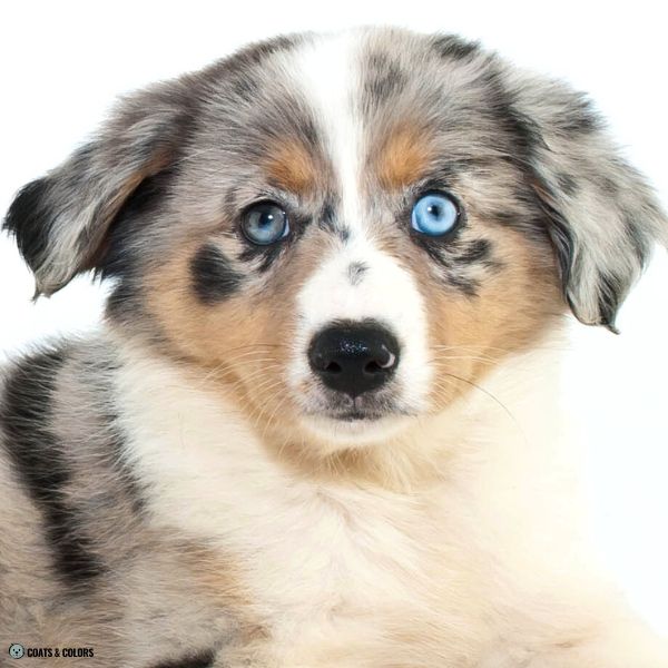puppy eye colors heterochromia puppy 3