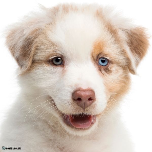puppy eye colors heterochromia puppy
