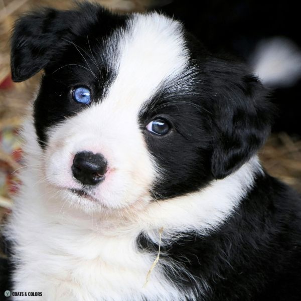 puppy eyes blue