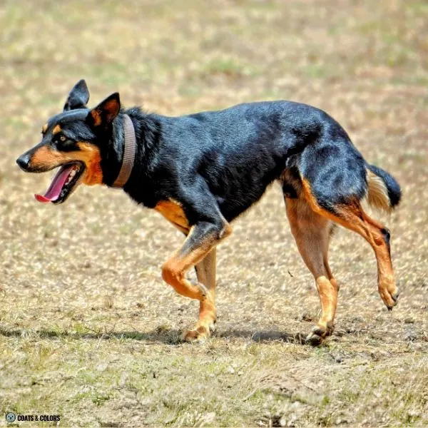 tan markings black tan Working Kelpie