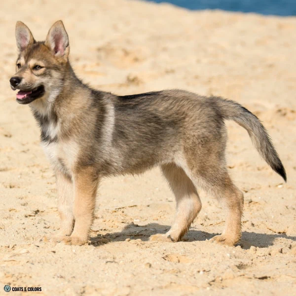 wild type markings agouti Tamaskan puppy