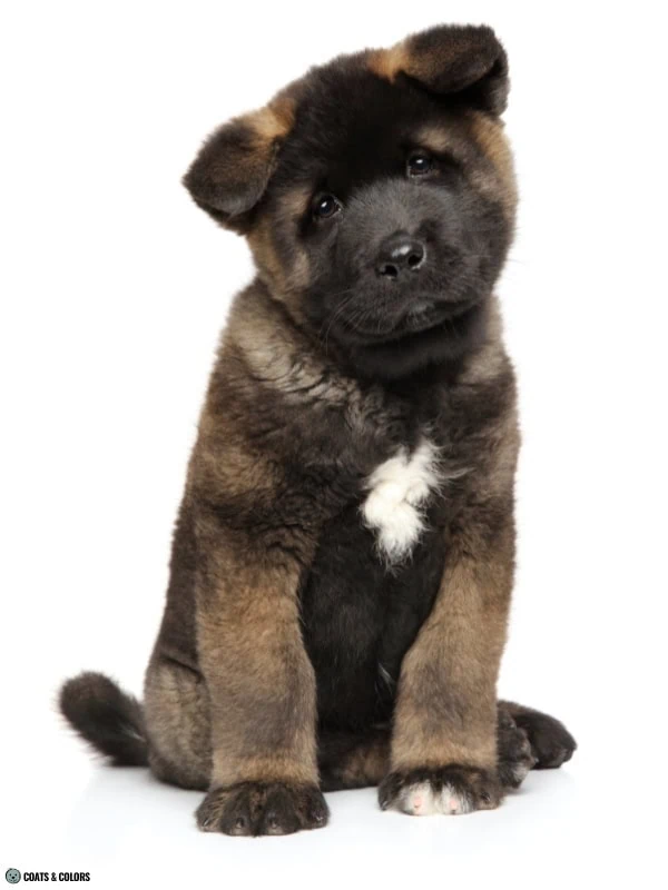 Residual White Dog American Akita