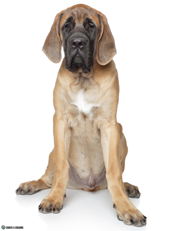 Residual White Dog English Mastiff