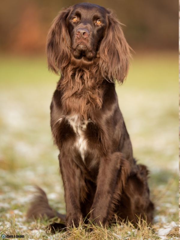 Residual White Dog German Longhaired Pointer