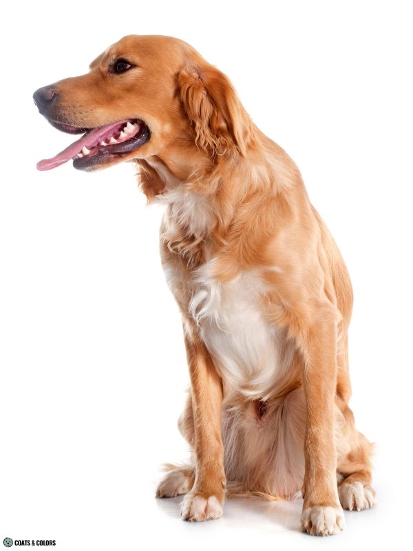 Residual White Dog Golden Retriever