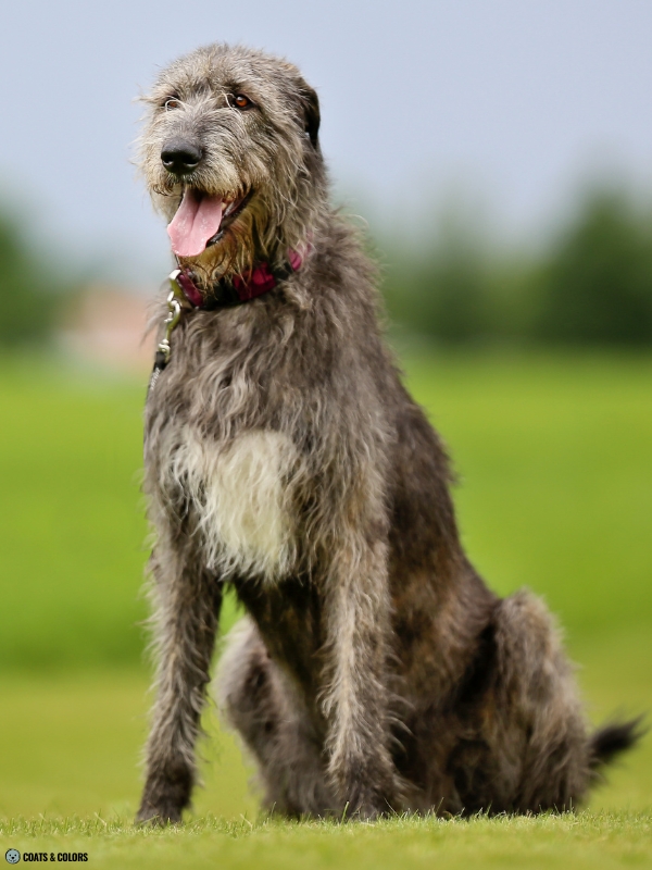 Residual White Dog Irish Wolfhound