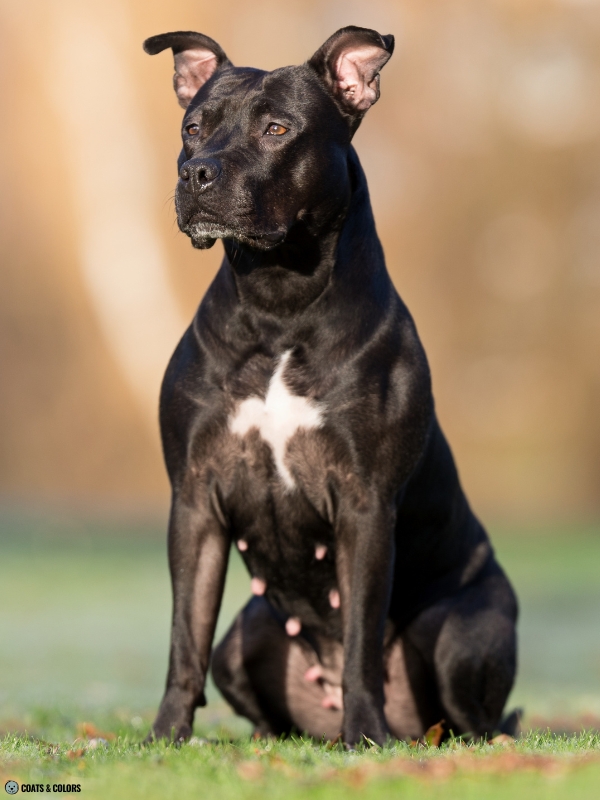 Residual White Dog Pit Bull Terrier