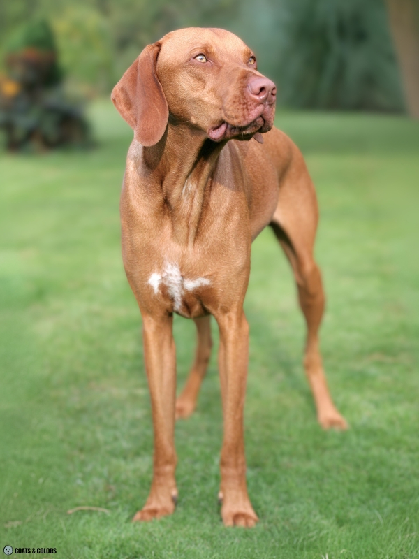 Residual White Dog Vizsla