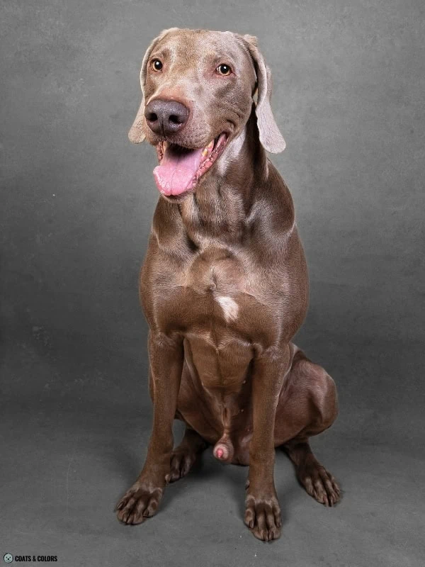 Residual White Dog Weimaraner