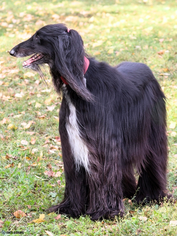 Residual White Dog large white chest spot Afghan Hound