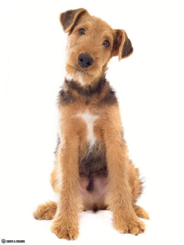Residual White Dog large white chest spot Airedale