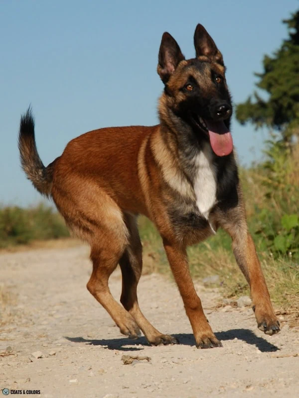 Residual White Dog large white chest spot Malinois