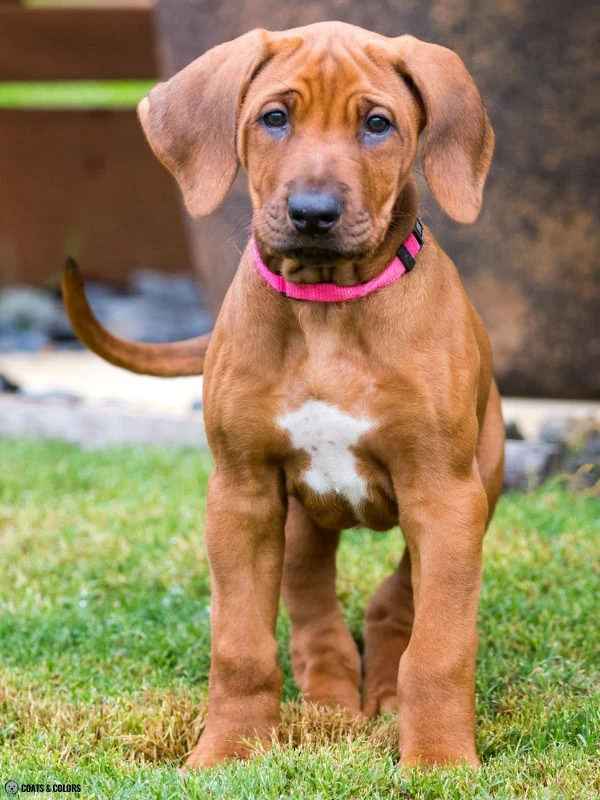 Residual White Dog large white chest spot Rhodeasian Ridgeback