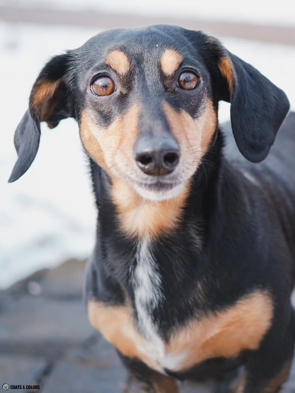 Residual White Dog placement Dachshund