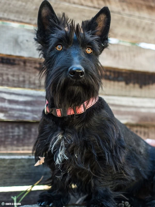 Residual White Dog placement Scottish Terrier