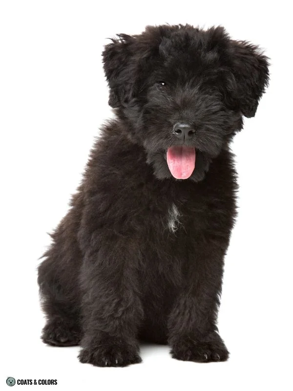 Residual White Dog white chest patch Black Russian Terrier puppy