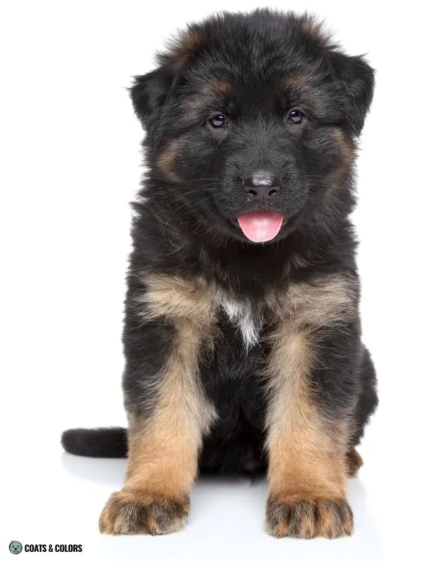 Residual White Dog white chest patch GSD puppy