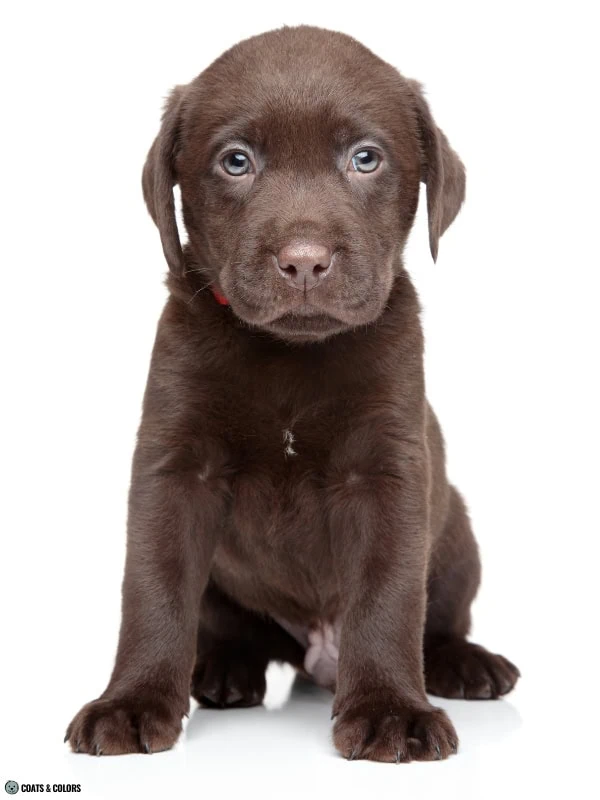Residual White Dog white chest patch Labrador puppy