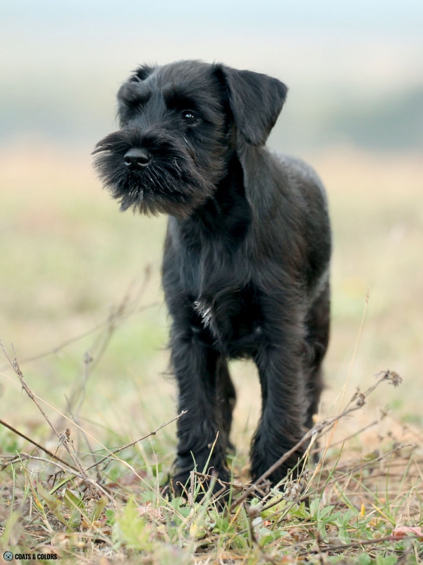 Residual White Dog white chest patch Miniature Schnauzer