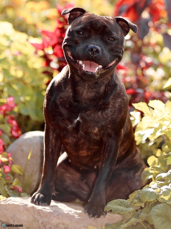 Residual White Dog white chest patch Staffordshire Bull Terrier