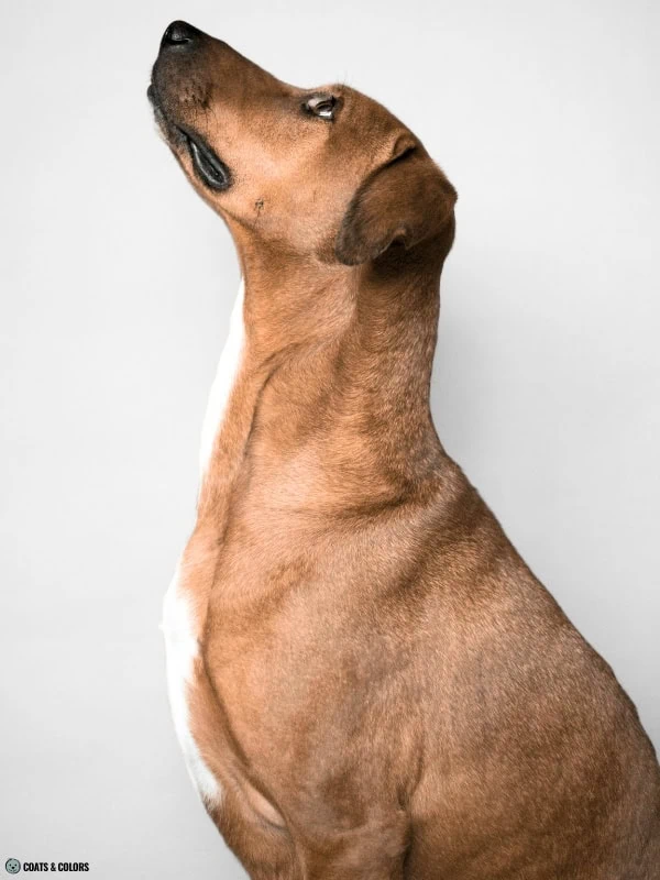 Residual White Dog white tie Rhodesian