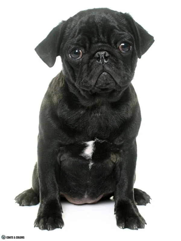 Residual White Pug puppy