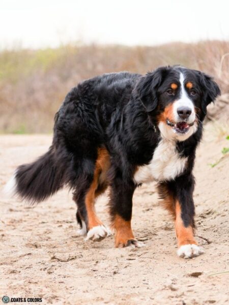 Bernese Mountain Dog Coat Colors | Coats and Colors