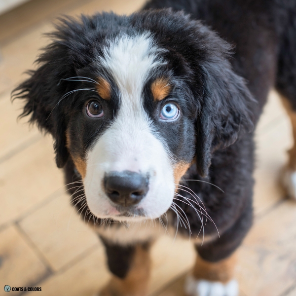 Bernese Mountain Dog Coat Colors blue eyes 2