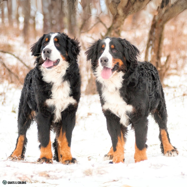 Bernese Mountain Dog Coat Colors chest markings