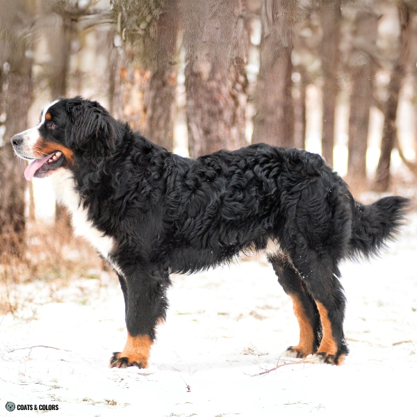 Bernese Mountain Dog Coat Colors curly coat