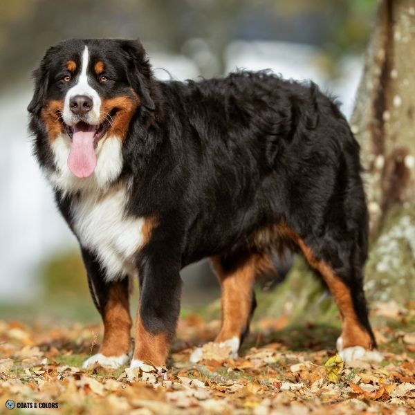 Bernese Mountain Dog Coat Colors tan point pattern at