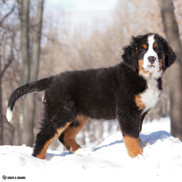 Bernese Mountain Dog Coat Colors white tail tip