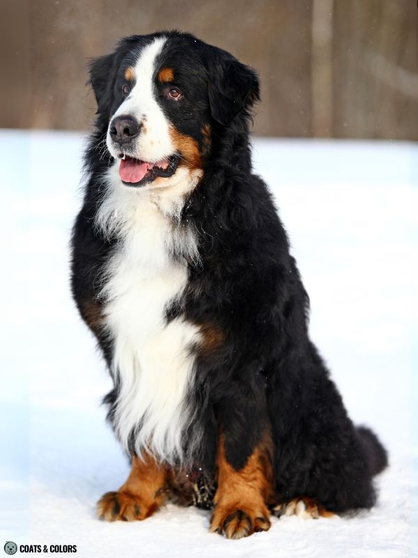 Bernese Mountain Dog Coat Colors whitehead pattern solid paws 3