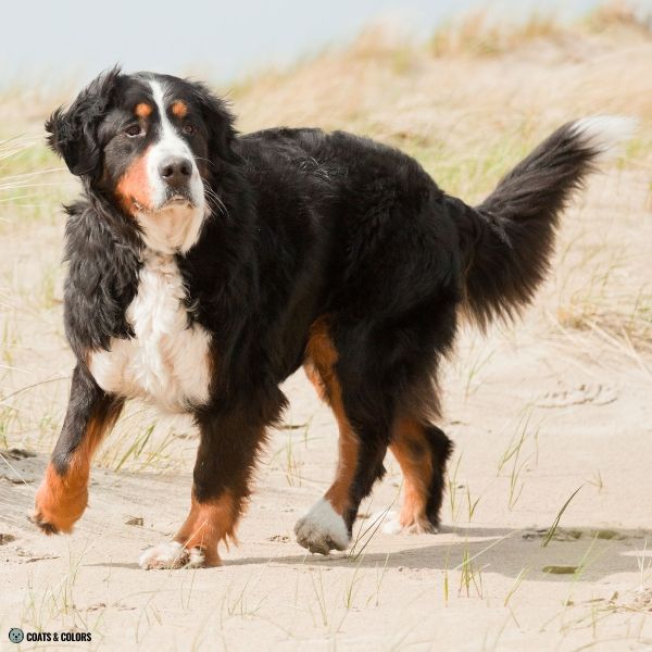 Bernese Mountain Dog Colors chest white too big