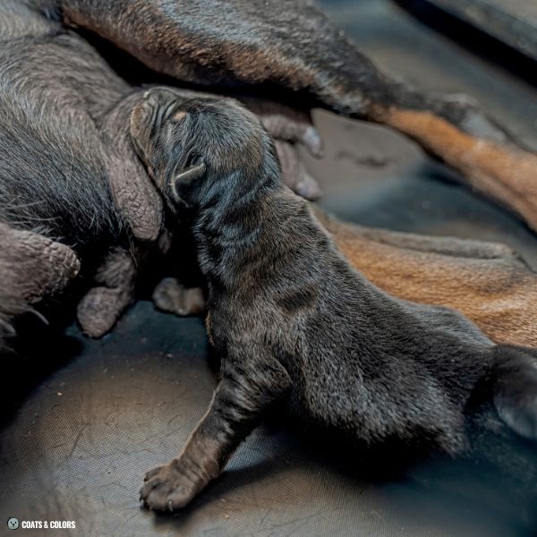 Dobermann Coat Colors newborn puppy