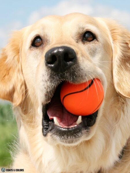 How to Groom a Goldendoodle * oliviagarden.com