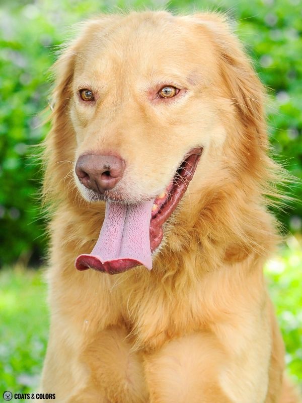 Golden Retriever Coat Colors brown based Dudley