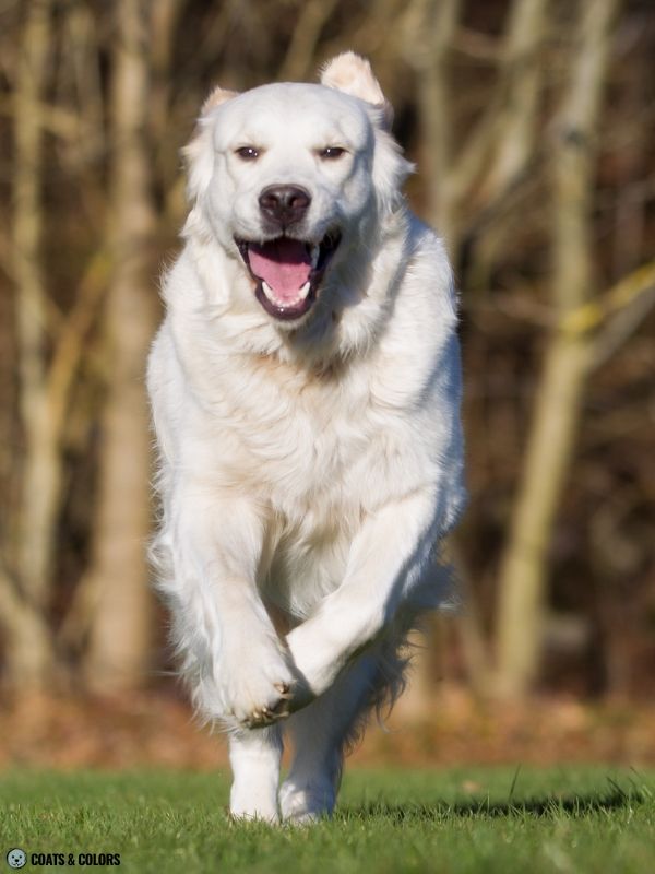 Golden Retriever Coat Colors cream 4