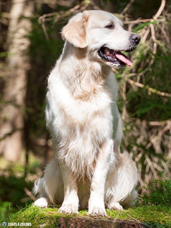 Golden Retriever Coat Colors cream 6