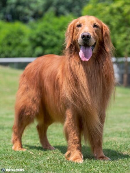 Golden Retriever Coat Colors Coats And Colors Golden Retriever Coat Colors Coats And Colors